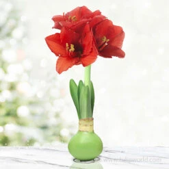Warm Wishes Waxed Amaryllis Kit -Garden Supplies Sales Store 42134 green wax amaryllis 6