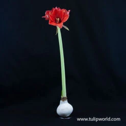 Springtime Waxed Amaryllis Collection (3-pack) -Garden Supplies Sales Store 42135 white wax amaryllis 2 2