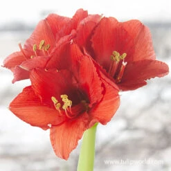 Springtime Waxed Amaryllis Collection (3-pack) -Garden Supplies Sales Store 42135 white wax amaryllis 4 2