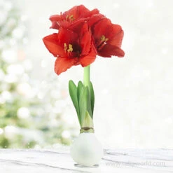 Warm Wishes Waxed Amaryllis Kit -Garden Supplies Sales Store 42135 white wax amaryllis 7 1