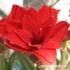 Cherry Nymph Amaryllis -Garden Supplies Sales Store 42136