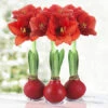Red Waxed Amaryllis Collection (3-Pack) -Garden Supplies Sales Store 42138 red wax amaryllis collection 3