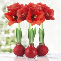 Red Waxed Amaryllis Collection (3-Pack)