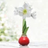 Season Greetings Waxed Amaryllis -Garden Supplies Sales Store 42143 red wax base white flower