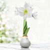 Celebrate Waxed Amaryllis 1 Celebrate Waxed Amaryllis -Garden Supplies Sales Store 42144 silver wax amaryllis white flower