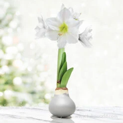 Celebrate Waxed Amaryllis