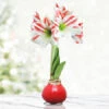 Peppermint Waxed Amaryllis -Garden Supplies Sales Store 42147 red wax base bi colored flower