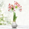 Sugarcane Waxed Amaryllis 1 Sugarcane Waxed Amaryllis -Garden Supplies Sales Store 42149 silver wax amaryllis bi colored flower