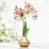 Cinnamon Swirl Waxed Amaryllis -Garden Supplies Sales Store 42150 gold wax amaryllis bi color flowers