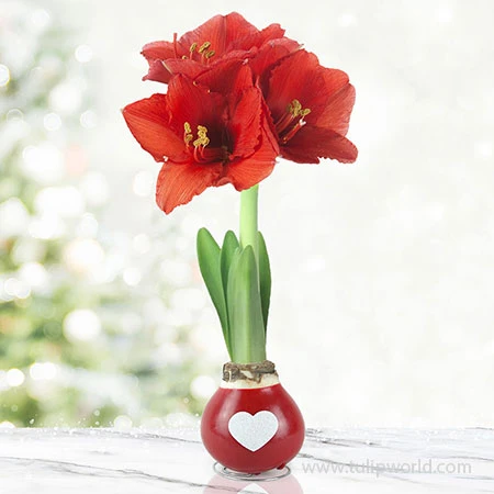 The Sweetheart Waxed Amaryllis Collection (3-Pack) 4 The Sweetheart Waxed Amaryllis Collection (3-Pack) - Image 2