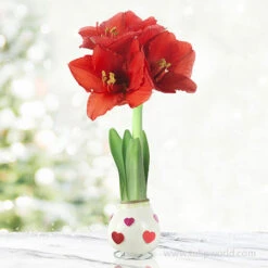 The Sweetheart Waxed Amaryllis Collection (3-Pack) 8 The Sweetheart Waxed Amaryllis Collection (3-Pack) -Garden Supplies Sales Store 42202 love is in the air waxed amaryllis 2
