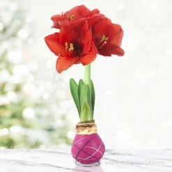 The Sweetheart Waxed Amaryllis Collection (3-Pack) 9 The Sweetheart Waxed Amaryllis Collection (3-Pack) -Garden Supplies Sales Store 42205 cupids arrow picasso waxed amaryllis 2