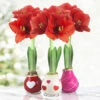 The Sweetheart Waxed Amaryllis Collection (3-Pack) -Garden Supplies Sales Store 42206 the sweetheart waxed amaryllis collection 2