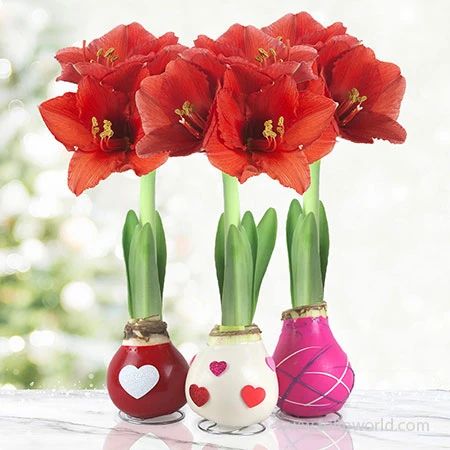 The Sweetheart Waxed Amaryllis Collection (3-Pack) 3 The Sweetheart Waxed Amaryllis Collection (3-Pack)
