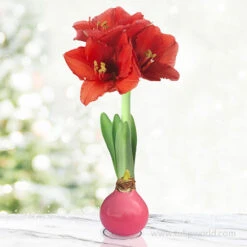 Springtime Waxed Amaryllis Collection (3-pack) -Garden Supplies Sales Store 42208 pink waxed amaryllis 2