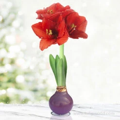 Springtime Waxed Amaryllis Collection (3-pack) -Garden Supplies Sales Store 42209 purple waxed amaryllis 2