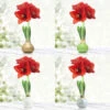 Warm Wishes Waxed Amaryllis Kit 1 Warm Wishes Waxed Amaryllis Kit -Garden Supplies Sales Store 42210 warm wishes waxed amaryllis 2