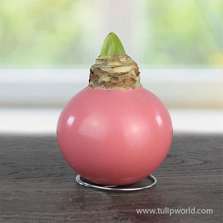 Pearl Waxed Amaryllis Collection 5 Pearl Waxed Amaryllis Collection - Image 3