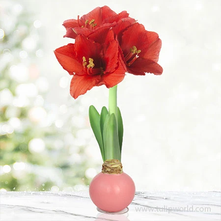 Pearl Waxed Amaryllis Collection 4 Pearl Waxed Amaryllis Collection - Image 2
