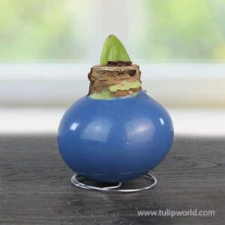 Pearl Waxed Amaryllis Collection 13 Pearl Waxed Amaryllis Collection -Garden Supplies Sales Store 42231 pearl blue waxed amaryllis 2 1