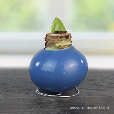 Pearl Waxed Amaryllis Collection 7 Pearl Waxed Amaryllis Collection - Image 5