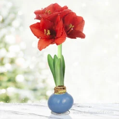 American Spirit Trio Waxed Amaryllis Collection -Garden Supplies Sales Store 42231 pearl blue waxed amaryllis 3