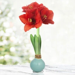 Pearl Waxed Amaryllis Collection 14 Pearl Waxed Amaryllis Collection -Garden Supplies Sales Store 42232 pearl aqua waxed amaryllis 3 1
