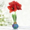 Spring Fever Waxed Amaryllis -Garden Supplies Sales Store 42234 spring fever waxed amaryllis 3