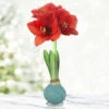 Pearl Picasso Waxed Amaryllis -Garden Supplies Sales Store 42235 pearl picasso waxed amaryllis 3