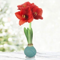 Pearl Picasso Waxed Amaryllis