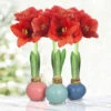 Pearl Waxed Amaryllis Collection