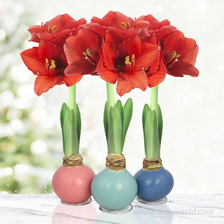 Pearl Waxed Amaryllis Collection 3 Pearl Waxed Amaryllis Collection