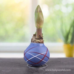 Stars And Stripes Waxed Amaryllis Collection -Garden Supplies Sales Store 42238 fireworks picasso waxed amaryllis 2