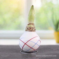 Sparkler White Picasso Waxed Amaryllis -Garden Supplies Sales Store 42239 sparkler picasso waxed amaryllis 2 1