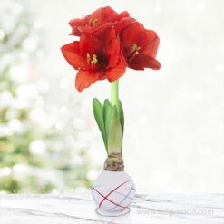Stars And Stripes Waxed Amaryllis Collection -Garden Supplies Sales Store 42239 sparkler picasso waxed amaryllis 3