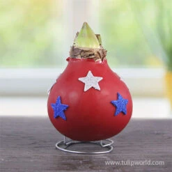 Stars And Stripes Waxed Amaryllis Collection -Garden Supplies Sales Store 42240 star spangled waxed amaryllis 2
