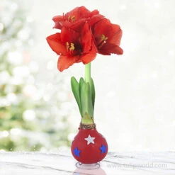Stars And Stripes Waxed Amaryllis Collection -Garden Supplies Sales Store 42240 star spangled waxed amaryllis 3