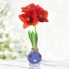 Freedom Blue Waxed Amaryllis -Garden Supplies Sales Store 42241 freedom waxed amaryllis 3