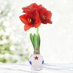 Liberty White Waxed Amaryllis