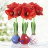 Stars And Stripes Waxed Amaryllis Collection