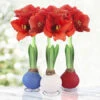 American Spirit Trio Waxed Amaryllis Collection -Garden Supplies Sales Store 42244 american spirit waxed collection 3
