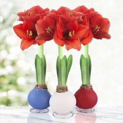 American Spirit Trio Waxed Amaryllis Collection