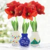 Winter Scene Sweater Amaryllis Collection -Garden Supplies Sales Store 42414 winter scene sweater amaryllis 2
