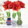 Be Well Sweater Amaryllis Collection -Garden Supplies Sales Store 42415 be well sweater amaryllis 2
