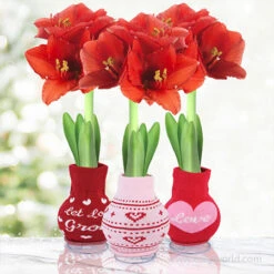 Love Bug Sweater Amaryllis Collection