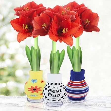 Feeling Groovy Sweater Amaryllis Collection 3 Feeling Groovy Sweater Amaryllis Collection