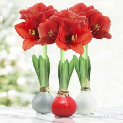 Believe In Joy Waxed Amaryllis Collection