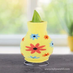 Sweater Amaryllis Gift Set -Garden Supplies Sales Store 42449 sunshine daydream 2