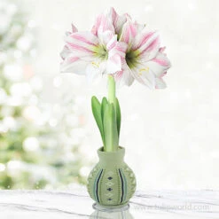 Sweater Amaryllis Gift Set -Garden Supplies Sales Store 42451 cozy sweater amaryllis apple blossom 1
