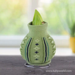 Sweater Amaryllis Gift Set -Garden Supplies Sales Store 42451 cozy sweater amaryllis apple blossom 2 1